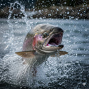 フィッシングメジャー [定型サイズ]【ターピー印刷シート】