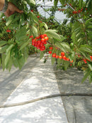 ターピー 遮熱シート スノーテックス・クール（オーダーメイドシート）【番手:-・厚み:0.19mm】