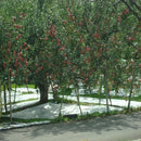 スノーテックス・スーパークールクロス1.8m×100m巻き